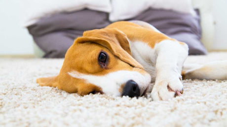 The Dirty Secret You Need to Know about Your Carpet Cleaner